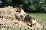 VASGOTASPETS 019